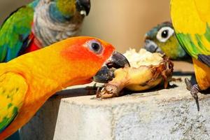 schließen oben bunt Papagei genießen Essen Essen mit Freund. Gruppe von schön Vogel Essen Banane und Tierwelt von Tier. glücklich Mahlzeit, beitreten Frühstück, Mittagessen und Abendessen Zeit Konzept. foto