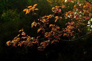 Ast von wild Himalaya Kirsche Blüten Baum und Sonnenuntergang Licht mit dunkel Hintergrund. schön Rosa Blume Blühen. schön im Natur von Blumen- oder Flora und natürlich Hintergrund mit Kopieren Raum. foto
