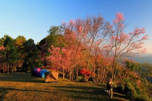 Fotograf nehmen Foto wild Himalaya Kirsche Baum mit Sonnenlicht im Morgen durch verwenden Stativ beim Khun mae Ja, Chiang Mai, Thailand. schön Rosa Flora, Blumen- Sakura und Wahrzeichen zum Reise und Besuch