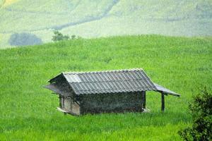 Haus, Zuhause oder Hütte bleiben im das Mitte von Grün Reis Feld mit schwer regnerisch und Berg Hintergrund. Natur und Landschaft beim Verbot pa Pong Pieng, Chiang Mai, Thailand. regnet Tag, Jahreszeit und natürlich foto