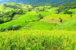 Grün Reis Terrassen und Berg mit Reis Feld Vordergrund Natur Landschaft beim Verbot pa Pong Pieng, Chiang Mai, Thailand. Landwirtschaft Bereich und Ernte. Landschaft Aussicht von schön Wald oder Dschungel. foto