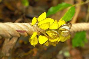 schließen oben viele Gelb Schmetterling sind auf das lange Seil mit verschwommen Grün Blätter Hintergrund. Amathusiidae, Tierwelt von Tier. Schönheit im Natur und schön Gruppe von Insekt foto