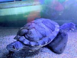 ein Aussicht von ein Sumpfschildkröte im ein Aquarium foto