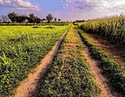 Pfad in der Nähe von das Feld foto