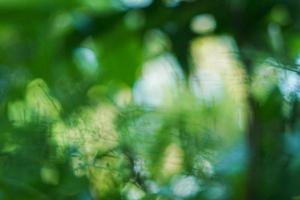 Hintergrund Natur Fotografie im das Garten foto