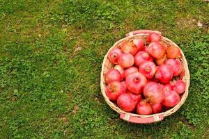 Granatapfel aus der Nähe foto