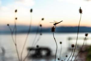 Libelle auf einem Zweig foto