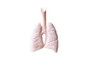 anatomisches Modell der menschlichen Lunge lokalisiert auf einem weißen Hintergrund foto