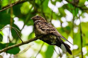 Großschwanz-Nachtschwärmervogel auf Ast des Baumes im Wald