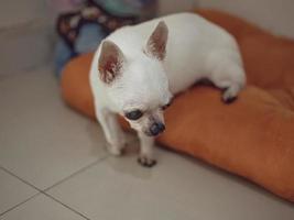 Chihuahua-Hund auf den orangefarbenen Kissen foto