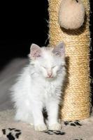 ein klein Weiß Kätzchen ist Sitzung in der Nähe von ein Kratzen Post im das Sonne foto