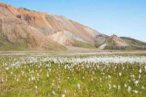 isländisch Wiese mit Weiß Blumen foto