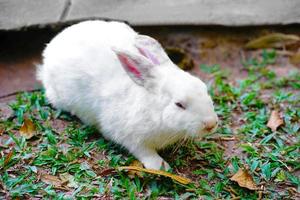 Weiß Hase auf draußen Grün Gras. Ostern Hase mit Rosa groß Ohren im das Garten foto