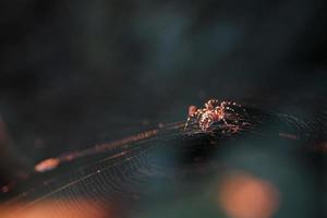 Eine große braune Weberspinne jagt in ihrem Netz ihre Beute. foto