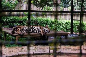 selektiv Fokus von ein Schlafen Jaguar im es ist Käfig. foto