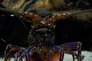 verwischen Bild von ein Hummer Leben im ein dunkel Aquarium. foto
