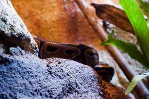 selektiv Fokus von schwarz Milch Schlange thront auf ein Felsen im ein dunkel Käfig foto