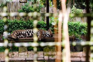 selektiv Fokus von ein Schlafen Jaguar im es ist Käfig. foto