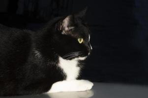 einer schwarz Katze auf ein schwarz Hintergrund foto