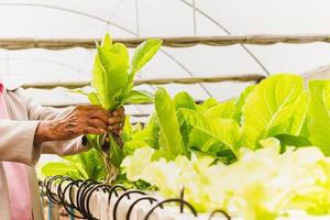 Senior Farmer Arbeiten im hydroponisch organisch Bauernhof mit Hand halten frisch Grün Grüner Salat. foto