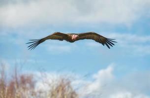 Geier im Flug foto