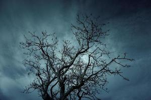 trocken Baum mit Geäst foto