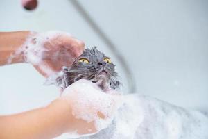 wütende Katze in der Badewanne foto