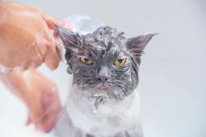 wütende Katze in der Badewanne foto