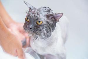 wütende Katze in der Badewanne foto