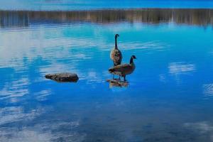 schöne kanadische Enten foto