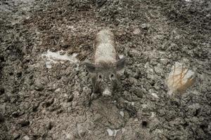 schmutzig Eber wild Schwein im das Dreck. foto