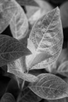 grünes Blatt im Garten foto