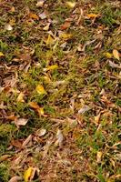 schließen oben schön fallen Blätter schließen oben schön fallen Blätter im ein Garten, Hintergrund Hintergrund, nahtlos Muster, hoch Qualität Foto