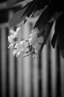 Magnolie Blume schwarz und Weiß foto