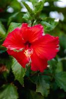 Hibiskusblüte im Garten foto