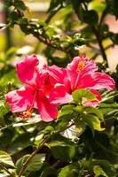 Hibiskusblüte im Garten foto