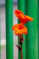 schließen oben schön Canna Lilie im ein Garten, Hintergrund Hintergrund, nahtlos Muster, hoch Qualität Foto mit verwischen Hintergrund
