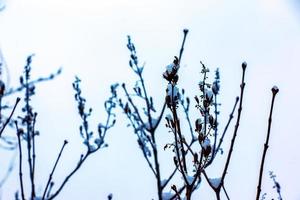 Liguster unter das Schnee. Winter Erfrierung von Strauch Pflanzen. Ligustrum ovalifolium. Busch Geäst gegen das Himmel. foto