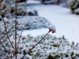 klein Cluster Gruppe von lila japanisch Beautyberry Callicarpa japonika. Obst Ball auf trocken braun Verbreitung dünn Stock Ast von Pflanze Busch mit Winter Schnee. foto