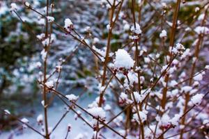 klein Cluster Gruppe von lila japanisch Beautyberry Callicarpa japonika. Obst Ball auf trocken braun Verbreitung dünn Stock Ast von Pflanze Busch mit Winter Schnee. foto