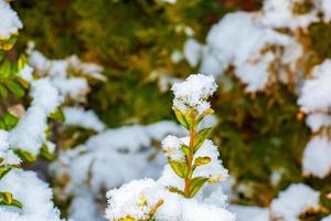 Grün und braun Blätter von Buchsbaum Hecke Grün Buxus sempervirens Aurea bedeckt mit Schnee foto