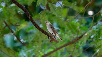 asiatischer brauner Fliegenschnäpper thront auf Baum foto