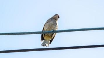 Streak-eared bulbul auf Draht foto