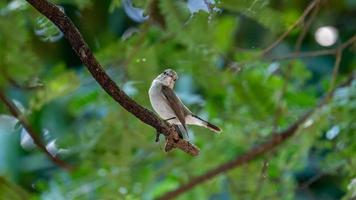 asiatischer brauner Fliegenschnäpper thront auf Baum foto