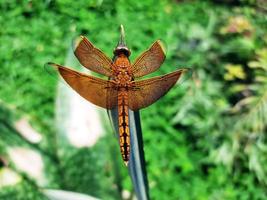 braun Libelle thront auf ein trocken Blatt foto