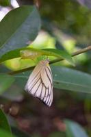 Appias Olferna Schmetterling thront auf das Gras foto