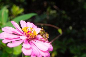 Blumen blühen und Heuschrecken Barsch auf Sie foto