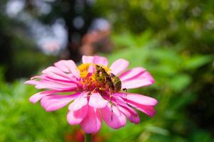 Blumen blühen und Heuschrecken Barsch auf Sie foto