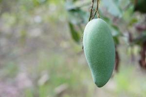 Grün Mango Obst hängt auf Baum. saisonal und Landwirtschaft Pflanzen im Thailand. Mango können Sein gewachsen beim Zuhause oder Garten, verkauft beim Obst Märkte, Essen mit Süss Fisch Saucen. foto