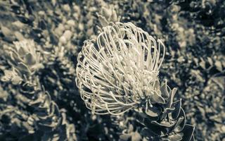 leucospermum patersonii Silveredge Nadelkissen gelber Fynbos, Kapstadt. foto